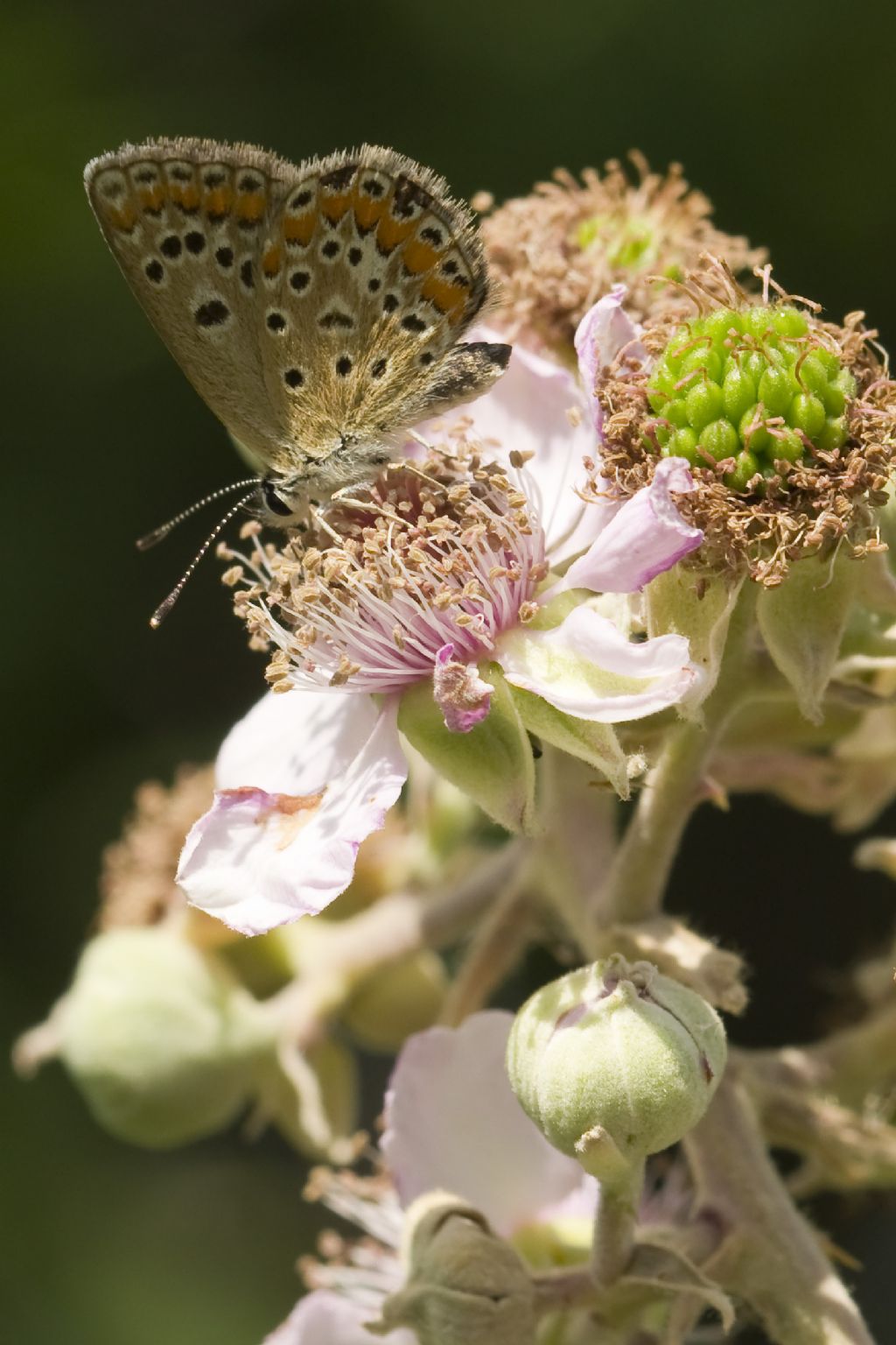 Polyommatus thersites?  S !